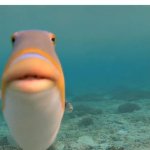 staring fish | the doctor waiting for the mother and father to stop crying about their dead son so that he can announce the $300,000 hospital bill | image tagged in staring fish,memes,funny,funny memes,lol,fun stream | made w/ Imgflip meme maker