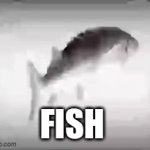 Fish react | FISH | image tagged in gifs,fish | made w/ Imgflip video-to-gif maker