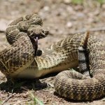 Upset Rattlesnake