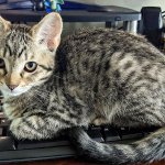 Cat on Keyboard