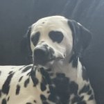 Disappointed Dalmatian template