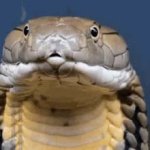 snake reaction GIF Template