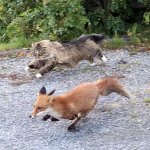 Norwegian forrest cat chasing fox