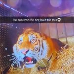 Scared tiger