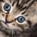 kitten