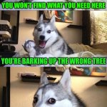 When you're not in the night place... | YOU WON’T FIND WHAT YOU NEED HERE; YOU’RE BARKING UP THE WRONG TREE | image tagged in memes,bad pun dog,puns | made w/ Imgflip meme maker