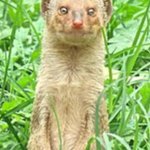 Old Man Mongoose