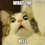 Scared Cat | WHAT THE; HELL | image tagged in memes,scared cat | made w/ Imgflip meme maker