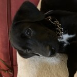 Puppy