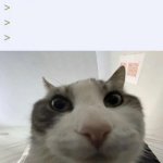 Looks Inside