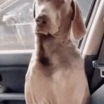 Dog Falling Asleep GIF Template