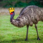COQINU emu