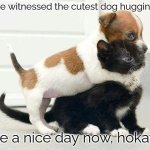 :) | you've witnessed the cutest dog hugging cat; have a nice day now, hokay? :) | image tagged in dog hugging cat,wholesome | made w/ Imgflip meme maker