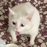 Fat White Gag Cat