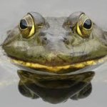 frog
