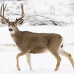 Deer meme