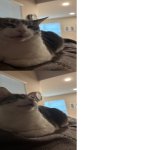 Cat angry vs happy meme