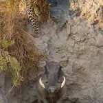 Leopard stalking warty boar