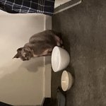 Where food