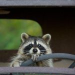 Raccoon driving