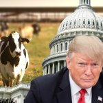 Dairy cows are great again