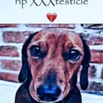 XXXtesticle