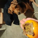 Dawg vs oinge