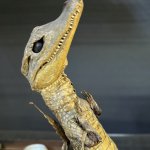 Dr. Schadenfreude meme