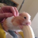 Hamster eating banana