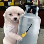 Perro con tanque de gas