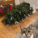 Cat & Christmas Tree meme