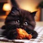 ugly fat black kitten eating fried chicken