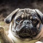 Pug Points template