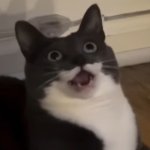 surprise cat