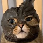 Cat mask