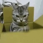 Angry cat in a box GIF Template