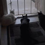 Dog scares cats looking at a bird