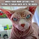 Angry Cat | WHEN YOUR MOM CATCHES YOU TRYING TO SNEAK BACK INTO THE HOUSE: | image tagged in angry cat | made w/ Imgflip meme maker