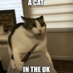 Cat with a knife | A CAT; IN THE UK | image tagged in cat with a knife | made w/ Imgflip meme maker