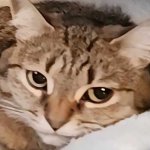 lazy cat