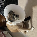 Cone dog