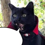 catcula