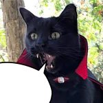 Catcula