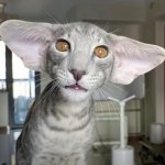 Dobby as a cat meme