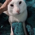 Silly Coconut Cat