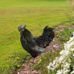 Cockerel