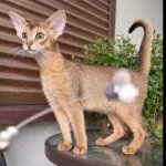 Abyssinian Kitten