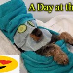 You go girl | A Day at the Spa | image tagged in spa day,dog heaven,get your nails done,jack sparrow being chased,dog day out,relax | made w/ Imgflip meme maker