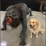 Werewolf dog reversed