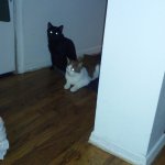 demon cats